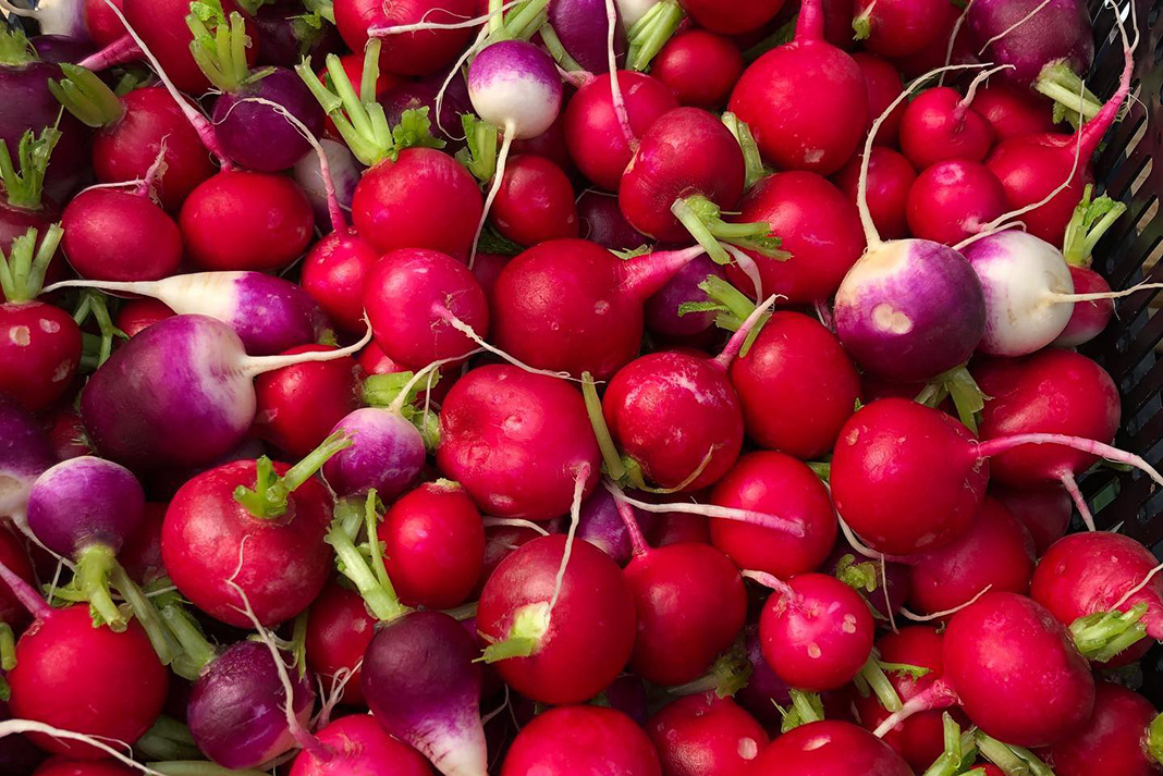 Vivid display: Fresh radishes at Jubilant Fields