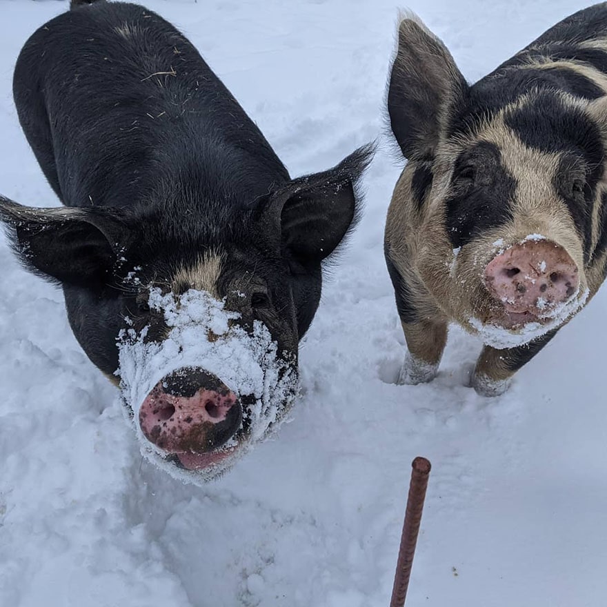Happy pigs at Paris Natural Farms